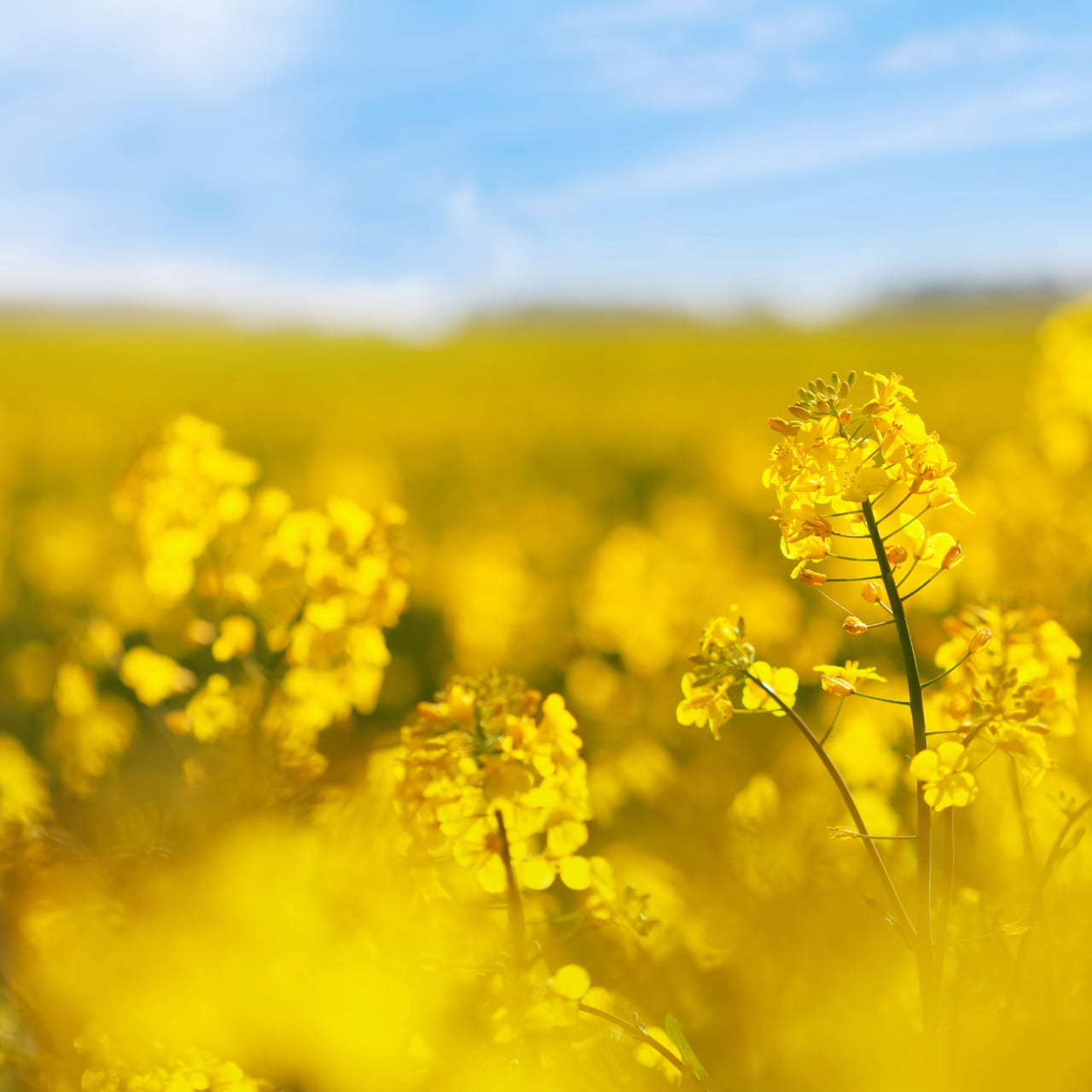 Blomstermark